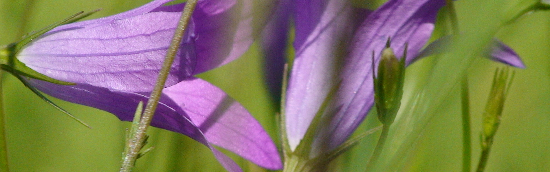 Ferienwohnung Liebscher in Holzhau Bergstra&szlig;e - Urlaub im Erzgebirge