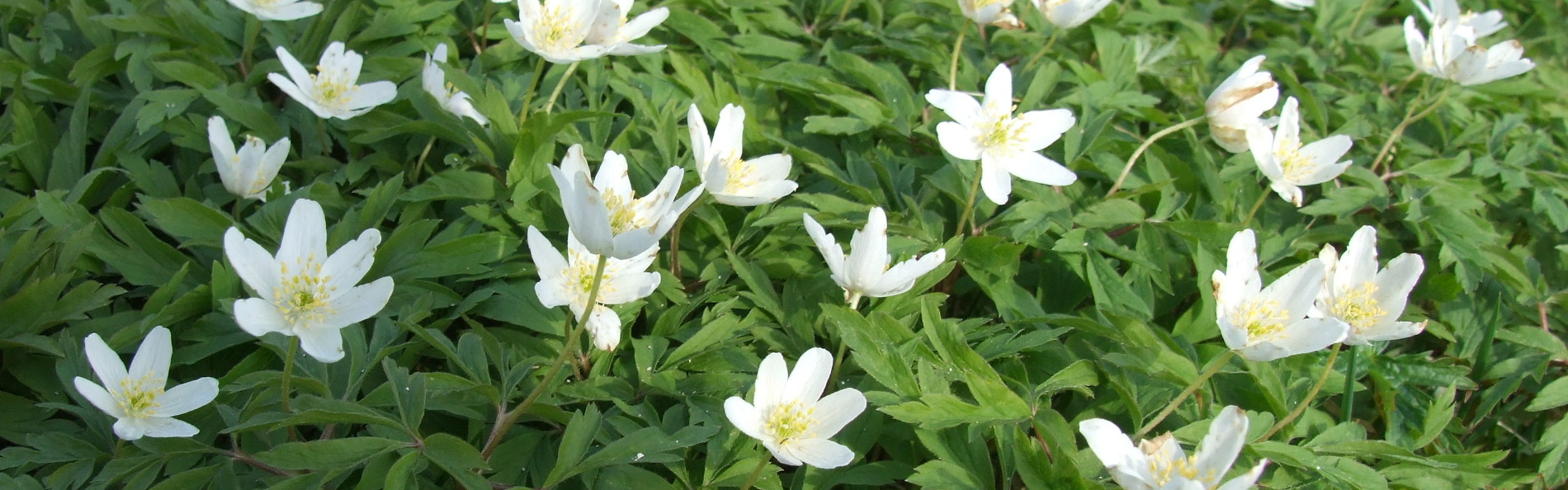 Ferienwohnung Liebscher in Holzhau Bergstra&szlig;e - Urlaub im Erzgebirge